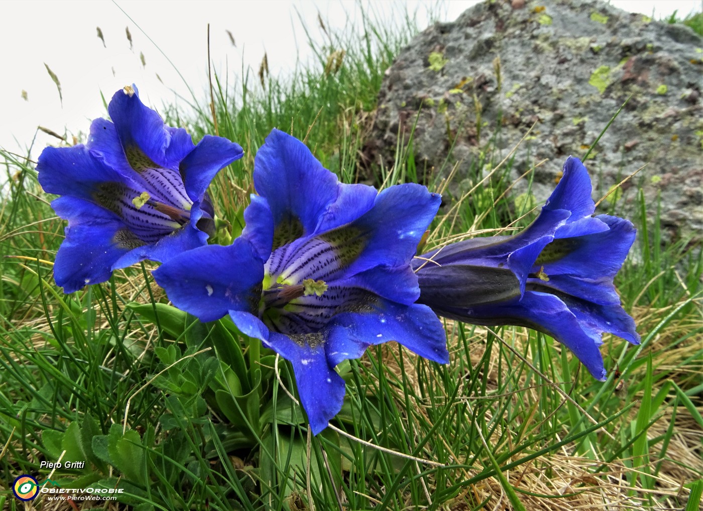 02 Genziane di Koch (Gentiana acaulis).JPG